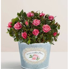 Pretty Pink Rose (Pretty Pink Rose 4'')