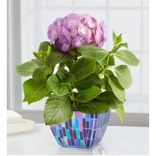 Majestic Mosaic Hydrangea (Small Purple)