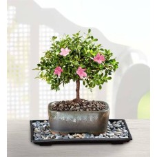 Azalea Bonsai (Small)