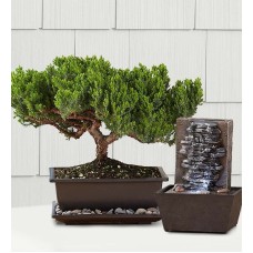 Juniper Bonsai (Medium with Fountain)