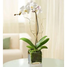 Elegant Orchid (Purple with Candle)