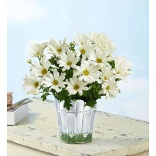 Happy Daisy (Large with Plaque)