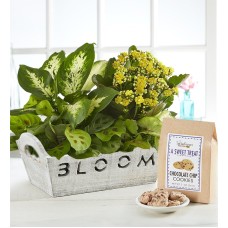 Bloom Dish Garden (Bloom with Cookies)