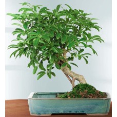 Hawaiian Umbrella Tree (Large)