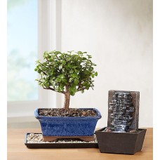 Dwarf Jade Bonsai (Medium with Fountain)