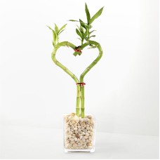 Love Knot Bamboo