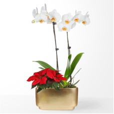 White Orchid & Red Poinsettia Garden