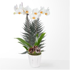 Holiday White Orchid