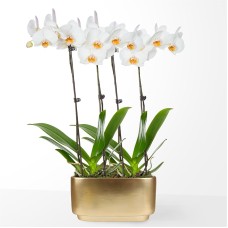 Holiday White Orchid Duo