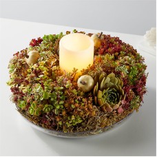 Living Succulent Wreath