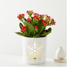 Be Merry Red Kalanchoe