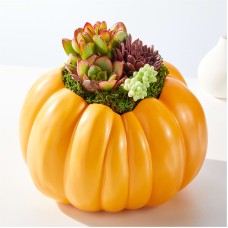 Bountiful Succulent Garden