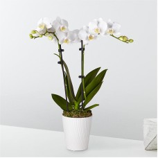 Bliss White Orchid