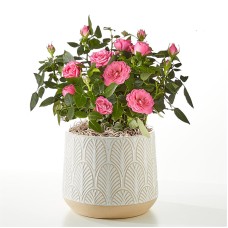 Young Love Pink Rose Plant