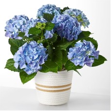 Beyond Blue Hydrangea
