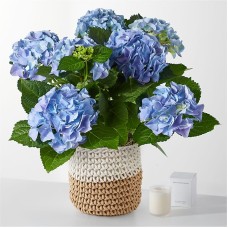 Beyond Blue Hydrangea and Smoldering Rose Gift Set