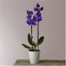 Masterful Watercolor Orchids