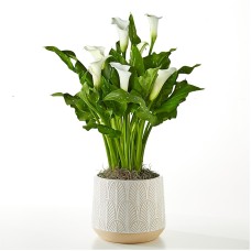 Classic White Calla Lily