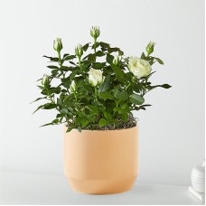 Pure and True White Roses