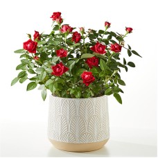 Red Mini Rose Plant