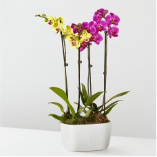 Purple & Yellow Orchid Garden