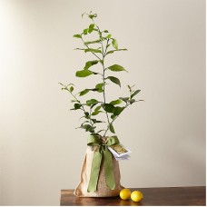 Petite Meyer Lemon Tree