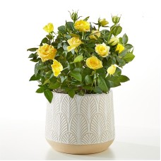 Yellow Mini Rose Plant