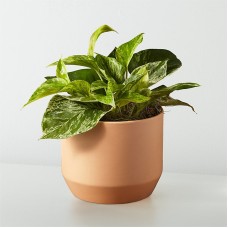 Golden Pothos