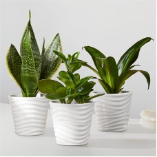 Clean Air Plant Trio