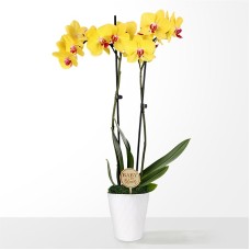 Baby in Bloom Yellow Orchid