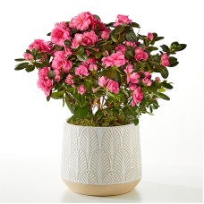 Pink Azalea Plant