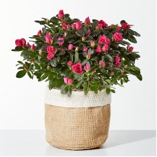 Pretty Pink Azalea
