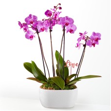 Love & Orchids Garden