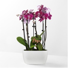 Purple Passion Orchid Garden