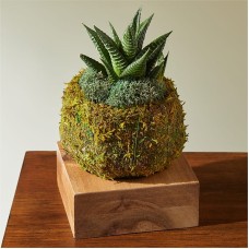 Haworthia Succulent Kokedama