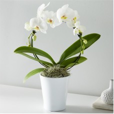 White Hoop Orchid