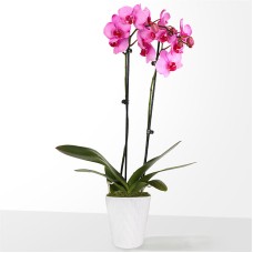 Pink Watercolor Orchid