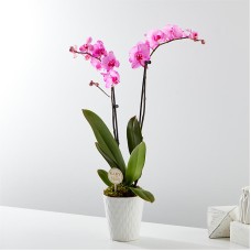 Baby in Bloom Pink Orchid