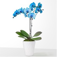 Blue Watercolor Orchid