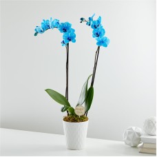 Baby in Bloom Blue Orchid