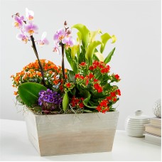Rainbow Garden of Blooms