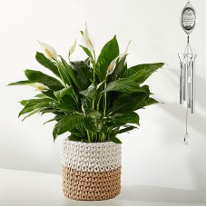 Celebration of Life Windchime & Plant Bundle (Peace Lily & Celebration of Life Windchime)
