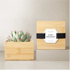 Lula's Garden - Holiday Bamboo Gardens (Bamboo Cacti)