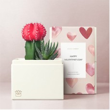 Lula's Garden Valentine's Day Petite Garden (Bliss Garden Gift Set)