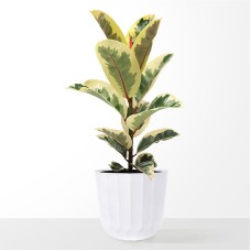 Large Ficus Elasitca Tineke Plant