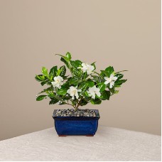 Gardenia Bonsai (6 inch)