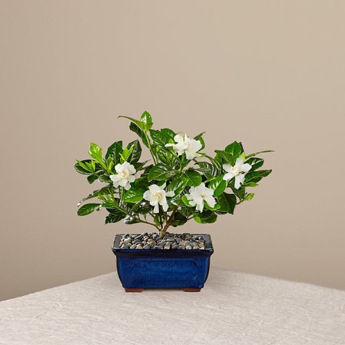 Gardenia Bonsai (6 inch)