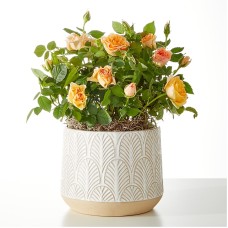 Orange Mini Rose Plant