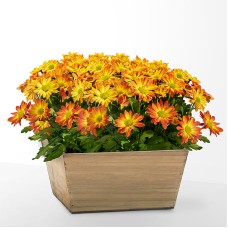 Blooming Bronze Garden