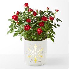 Be Merry Red Rose
